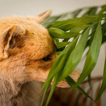 招待所 Dhotes Dessine Moi Un Mouton *