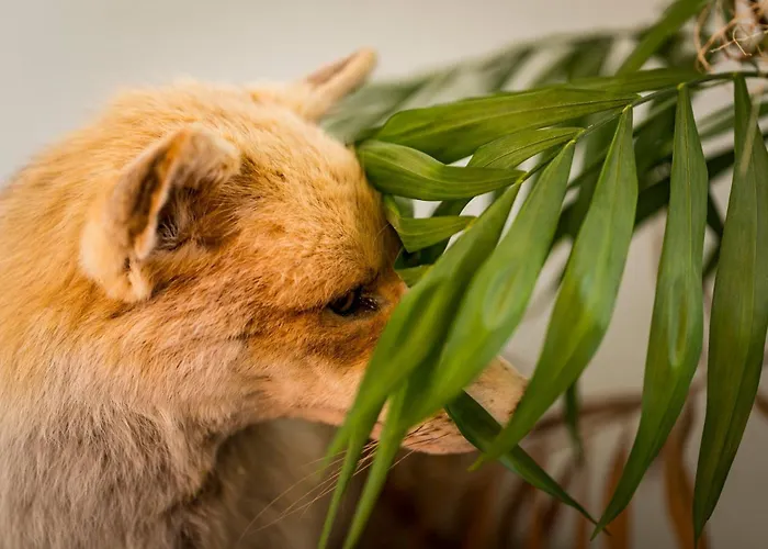 招待所 Dhotes Dessine Moi Un Mouton *